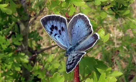 Large Blue Butterfly Returns