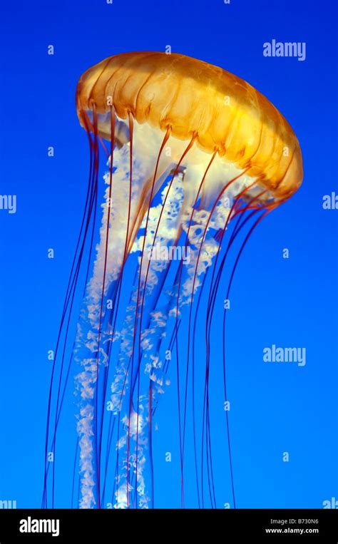Pacific Sea Nettle Jellyfish Monterey Bay Aquarium California Stock
