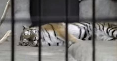 This Is Why You Should Never Growl At Scary Tiger
