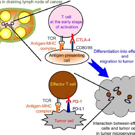 Distinct Phases In Which Ctla And Pd Express Immune Checkpoint