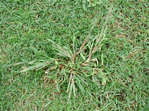 Crabgrass Identification Types And Pictures Lawnsbesty