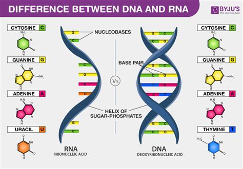 Dna Vs Rna Introduction And Differences Between Dna And Rna