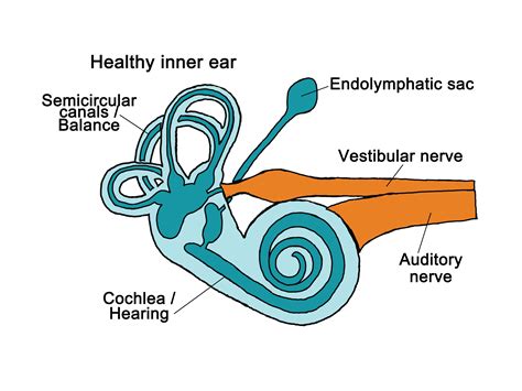 Ear Anatomy Vestibular Disorders Association