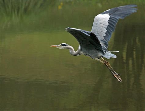 Royalty Free Photo Selective Focus Photography Of Flying Grey Heron