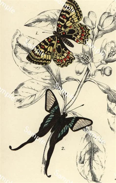 Entomología Historia Natural Antigua mariposa y polillas Dos Etsy España