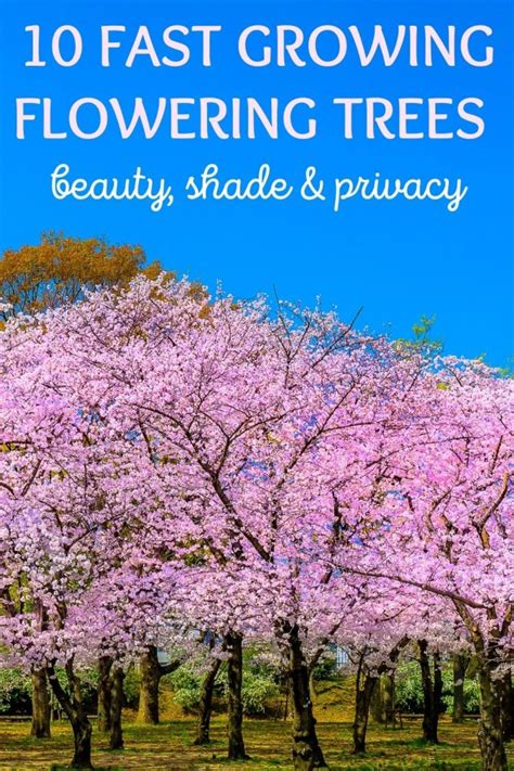 10 Best Fast Growing Flowering Trees For Beauty Shade And Privacy