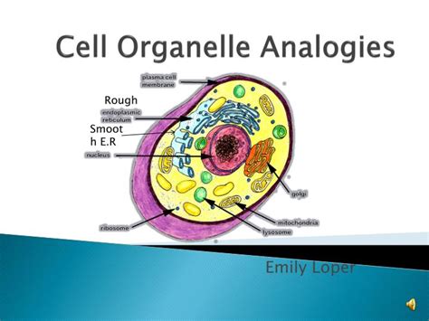 Check spelling or type a new query. PPT - Cell Organelle Analogies PowerPoint Presentation ...