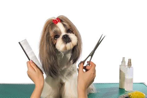 Maybe you would like to learn more about one of these? Dog Grooming Prices: How Much Does It Cost to Groom a Dog ...