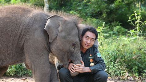 The Life Of Elephants Dads In Yunnan Sw China Youtube