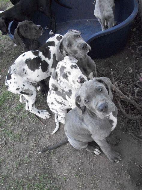 44 Hq Pictures Harlequin Great Dane Puppies Florida Harlequin Great