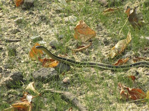 Minnesota Seasons Common Garter Snake