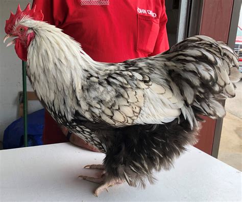 silver laced english orpington chicken cackle hatchery