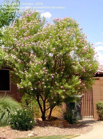 Desert Willow For Slope With Orchid Like Flowers Landscaping Plants