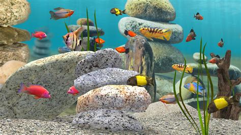 Live Aquarium Wallpapers Top Free Live Aquarium Backgrounds