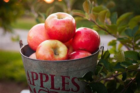 10 Types Of Apples To Try This Fall