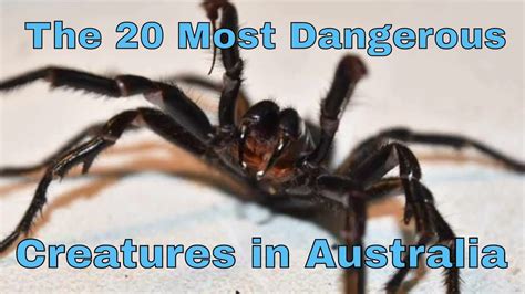 The 20 Most Dangerous Creatures In Australia Youtube
