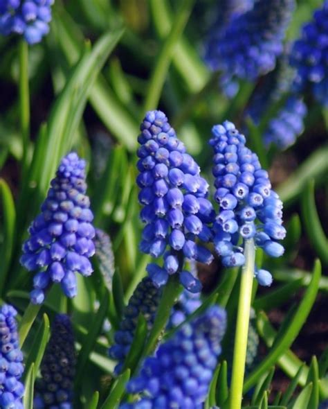 Muscari Bling Bling Bulbs For Sale Online