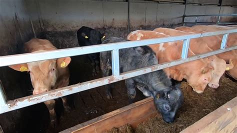 New Calf Beef Heifers And Bulls Youtube
