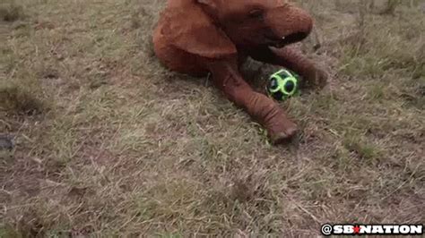 These Baby Elephants Playing Soccer Are Too Adorable