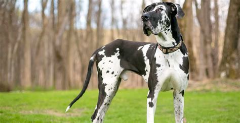 Great Dane Breed Guide Lifespan Size And Characteristics