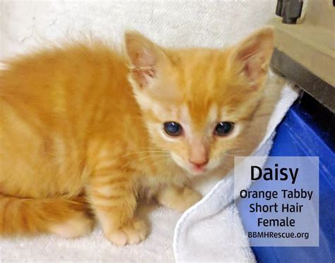 Meet Orange Tabby Rescue Kittens From Perris Ca Available For Cat