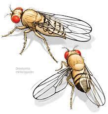 Fruit Fly Life Cycle Google Search Insect Life Cycle Life Cycles Insect Art