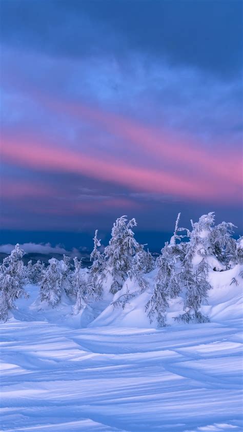 Download Wallpaper 2160x3840 Snow Trees Dusk Winter Landscape
