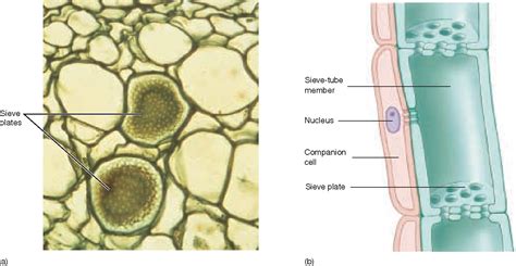 Figure 3814 From The Plant Body 382 Plants Have Three Basic Tissues