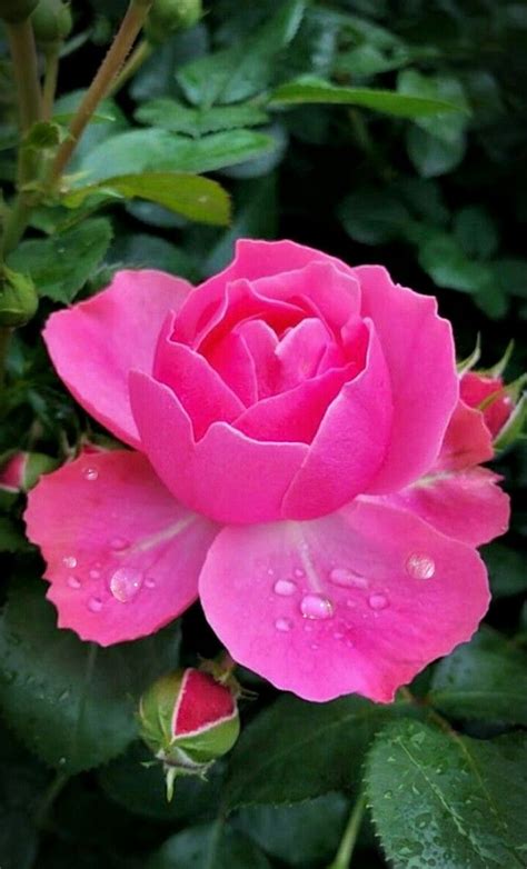 Color Fucsia Rosas Bonitas Flores Bonitas Rosas Hermosas Naturales