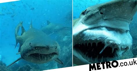 terrifying moment shark swims past scuba diver and bares its teeth trendradars
