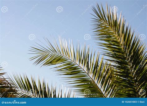 Looking Up At Palm Trees Stock Image Image Of Escape 152651003