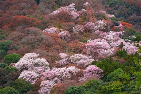 Japan Kyoto Sakura Cherry Blossom Hill Forest Stock Image Image Of