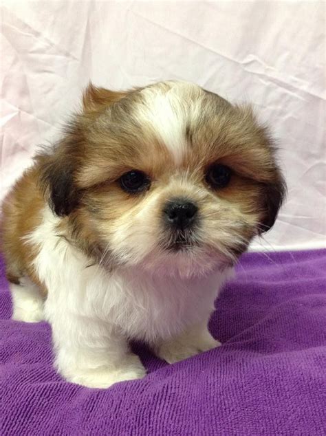 Welcome to united shih tzu puppies. Shih Tzu Puppies For Sale | Houston, TX #227095 | Petzlover