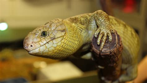 Prehensile Tailed Skink Elmwood Park Zoo