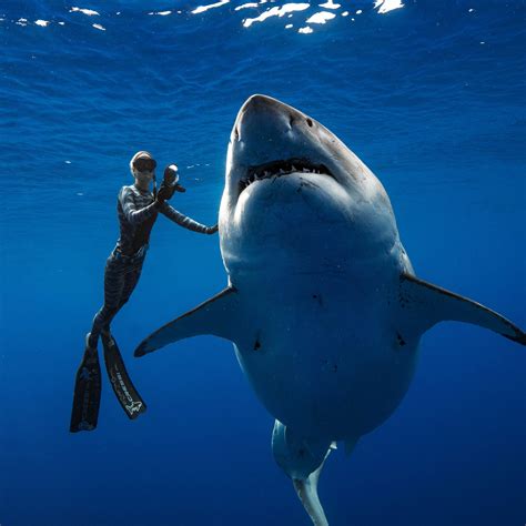 VIDÉO Hawaï ils nagent avec un requin blanc de six mètres de long
