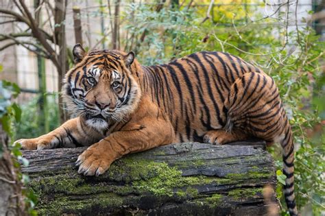 Tigre de Sumatra Nature et l actualité des parcs zoologiques