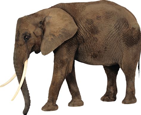 Elephant Png Png Image Download Png Free Png I Vrogue Co