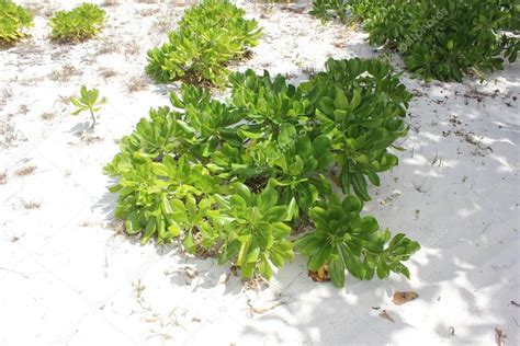 Plantas De Playa Que Crecen En La Arena Blanca De Playa Shoal Bay En