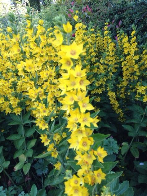 Yellow Loosestrife Lysimachia Punctata Hardy Perennial Plant That