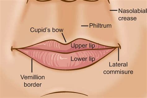 What Makes Attractive Lips Lip Anatomy And Augmentation Options