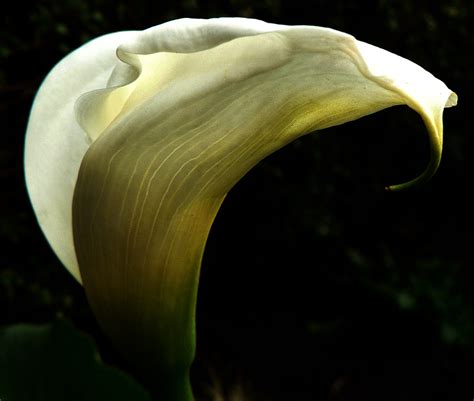 Calla Lilly Taken In My Back Garden Inspiration From Fran Flickr