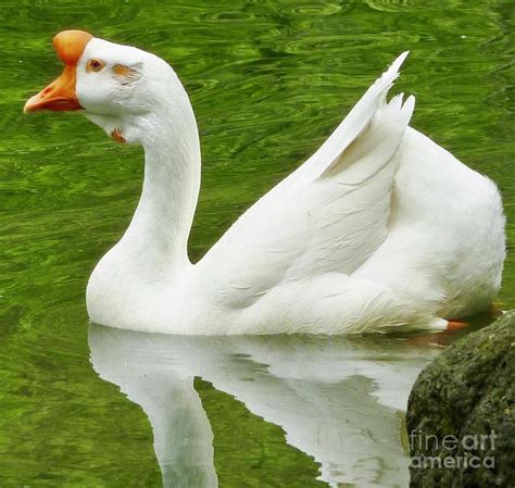 White Chinese Goose Photograph By Susan Garren Pixels
