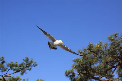 Tree Seagulls Fly Spread Wings Sea Animals In The Wild West Coast