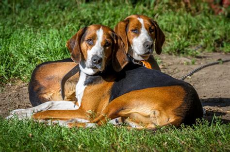 Finnish Hound Dog Breed Information Images Characteristics Health