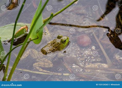Closeup Of A Little Frog Swimming In The Water Stock Image Image Of