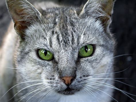 Grey Cat Green Eyes Wallpaper 1600x1200 13319