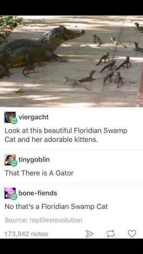 Behold The Floridian Swamp Cat Rtumblr