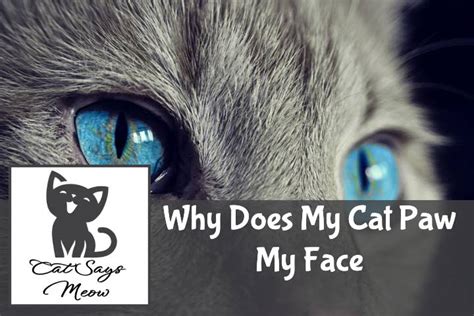 Why Does My Cat Paw My Face 7 Common Reasons Cat Says Meow