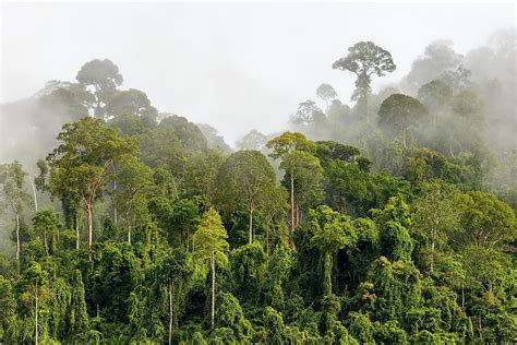 The Biggest Rainforests In The World And How To Visit Them Worldatlas