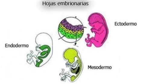 Histo Embriología N°3 Desarrolo Embrionario Y Fetal FomaciÓn Del